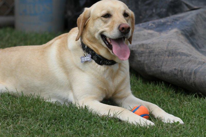 Cody-best ball hawk in Bantam AAA